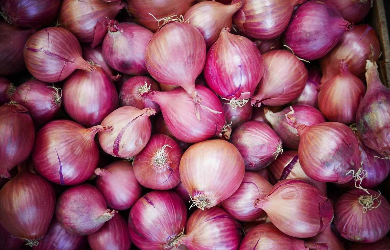 Red Grano Onion Heirloom Seeds
