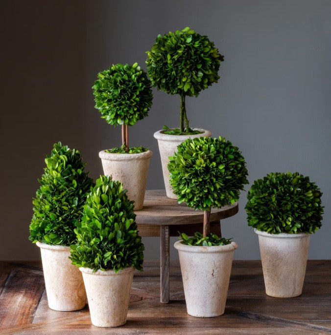 Park Hill | Preserved Boxwood Topiary Collection – Set of 6 Decorative Greenery in Terracotta Pots