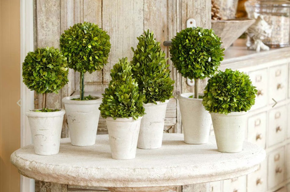 Park Hill | Preserved Boxwood Topiary Collection – Set of 6 Decorative Greenery in Terracotta Pots