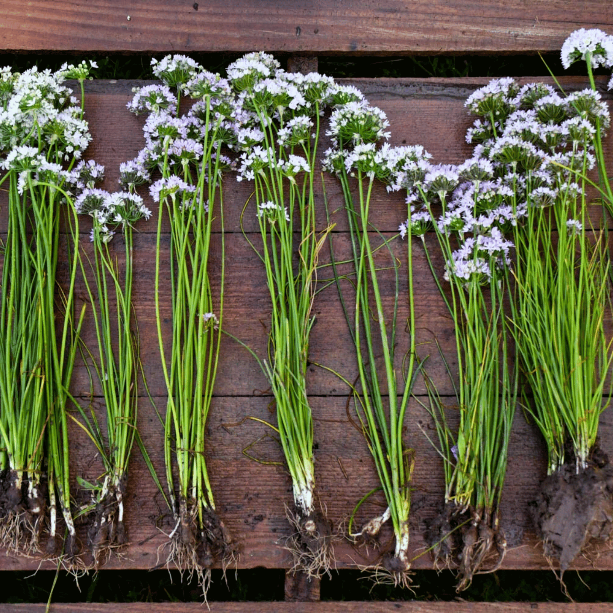 Wild Garlic – 25 Seeds